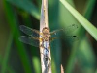 Spitzenfleck Libelle Männchen